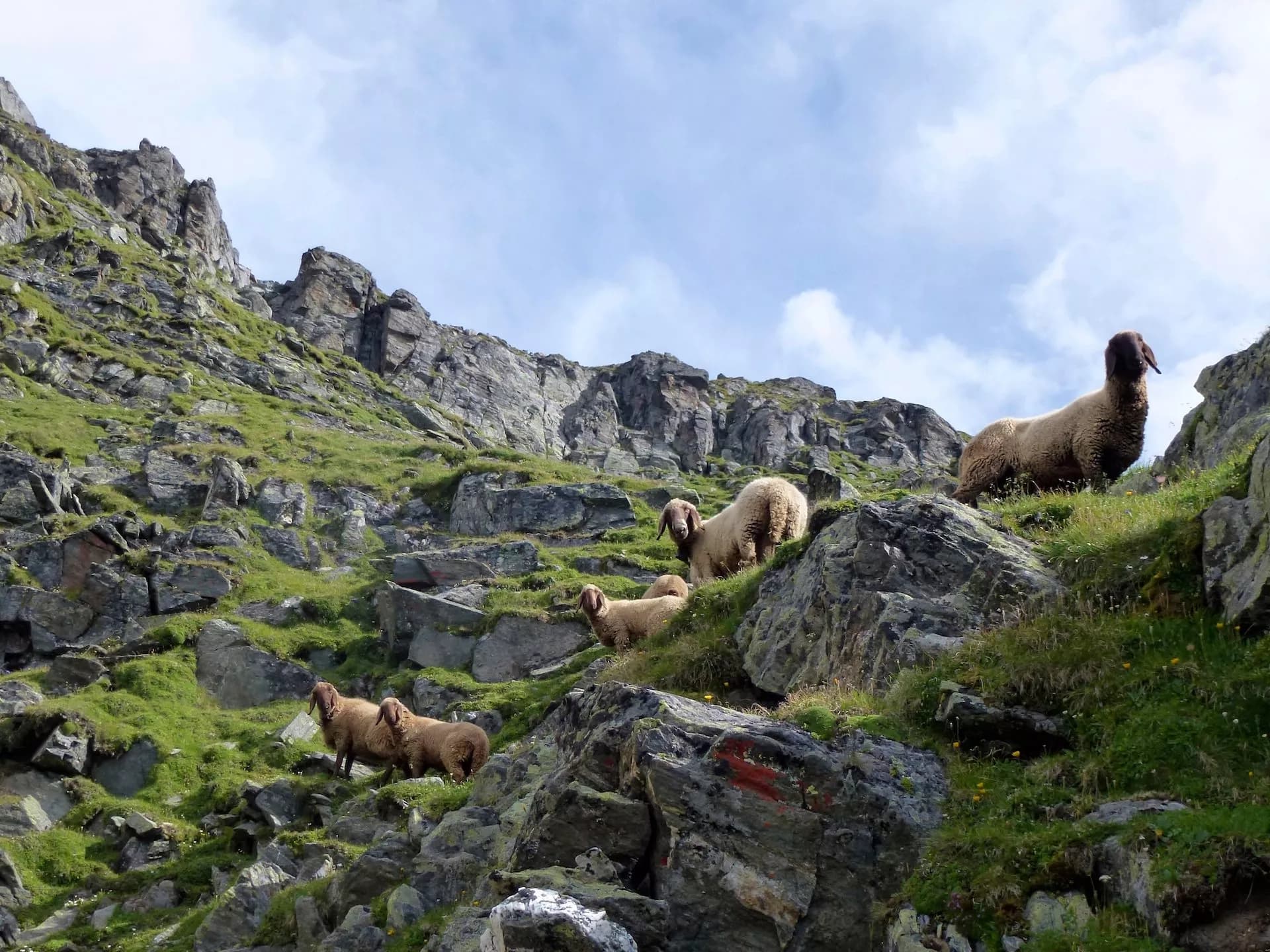 Sheep grazing on grassy, rocky mountain slope under a partly cloudy sky